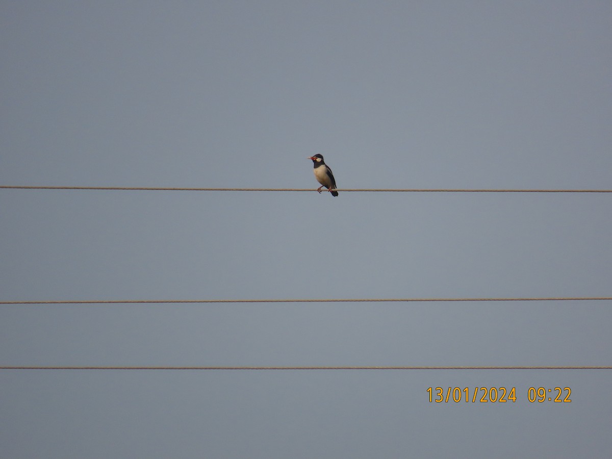 Indian Pied Starling - ML613527345
