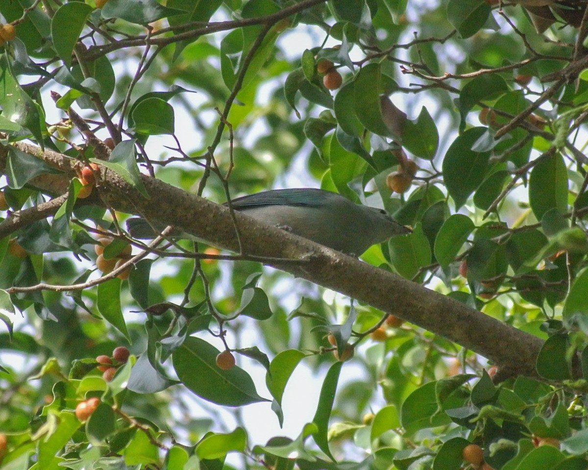 Blue-gray Tanager - ML613527844