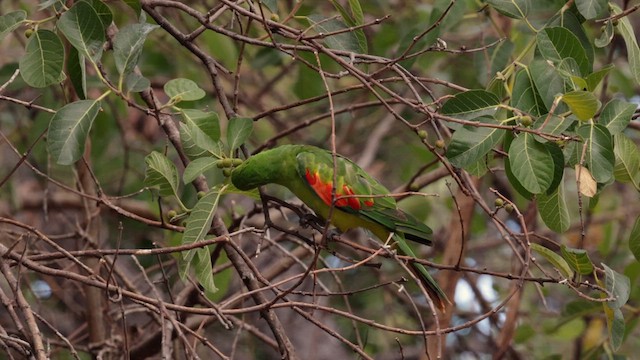 Папужець-червонокрил австралійський - ML613528122