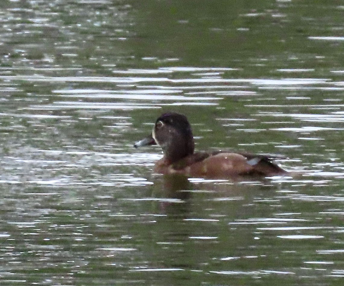 EBird Checklist 14 Jan 2024 Sugden Regional Park 8 Species   1200