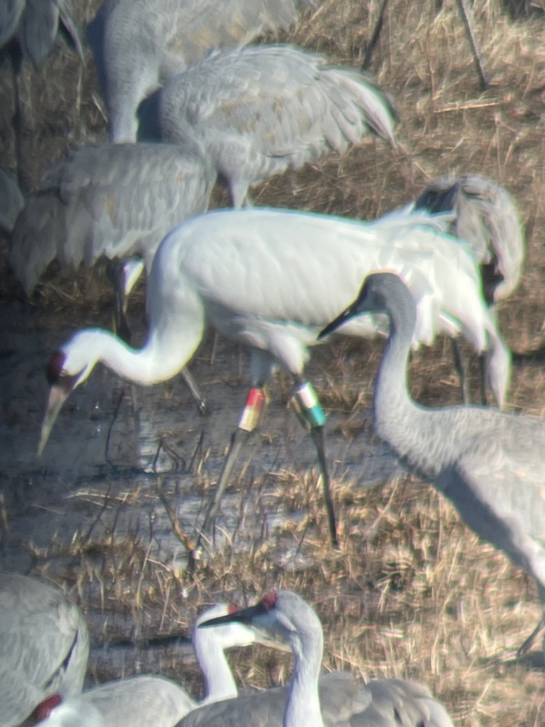 eBird Checklist 14 Jan 2024 Wheeler NWRWildlife Observation Pool