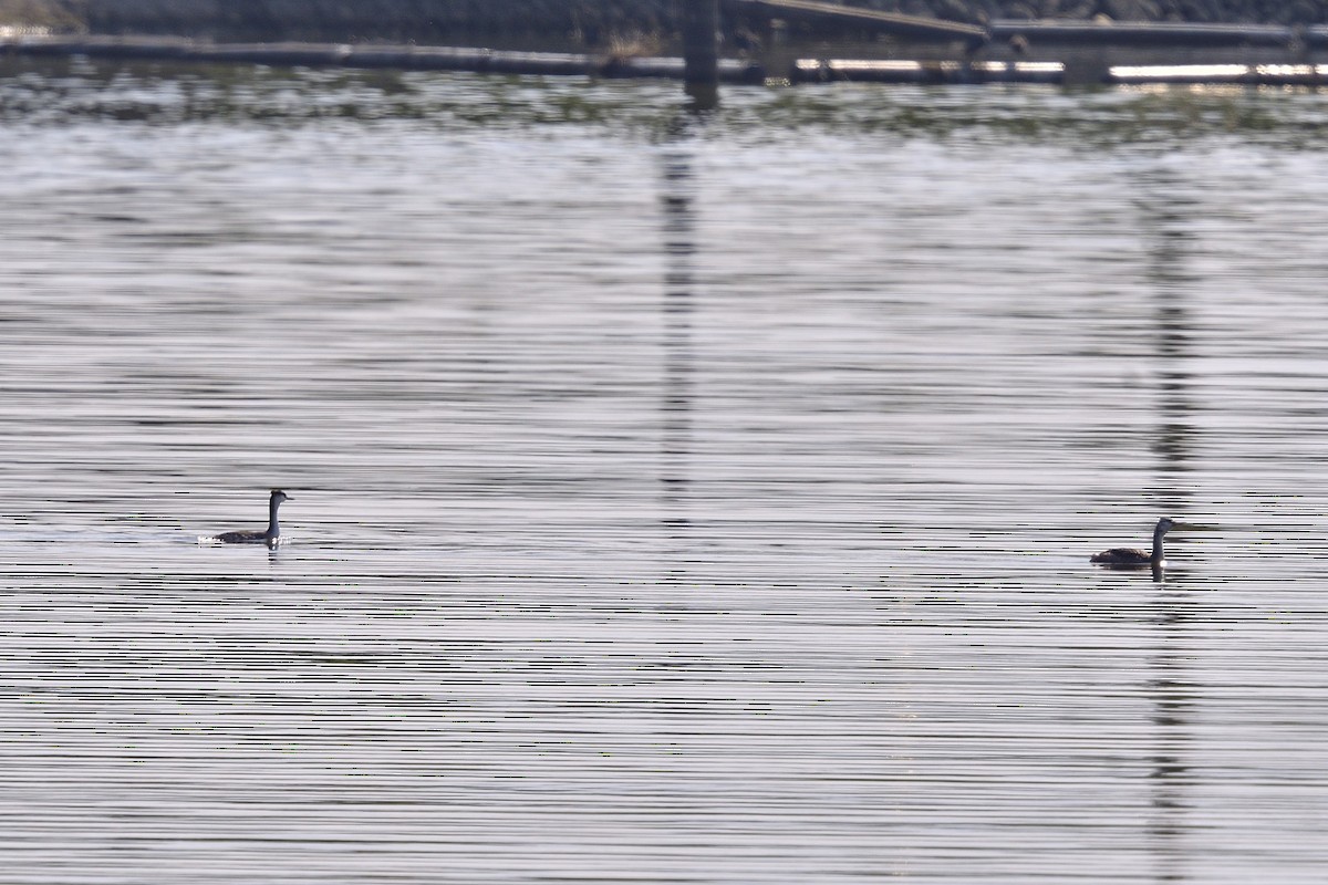 EBird Checklist 14 Jan 2024 173 25 Species   1200