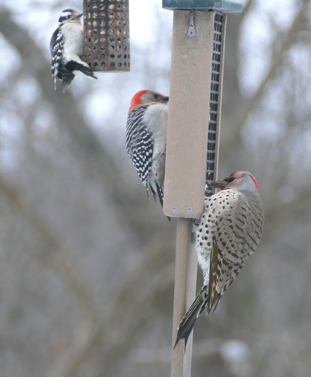 Northern Flicker (Yellow-shafted) - ML613529693