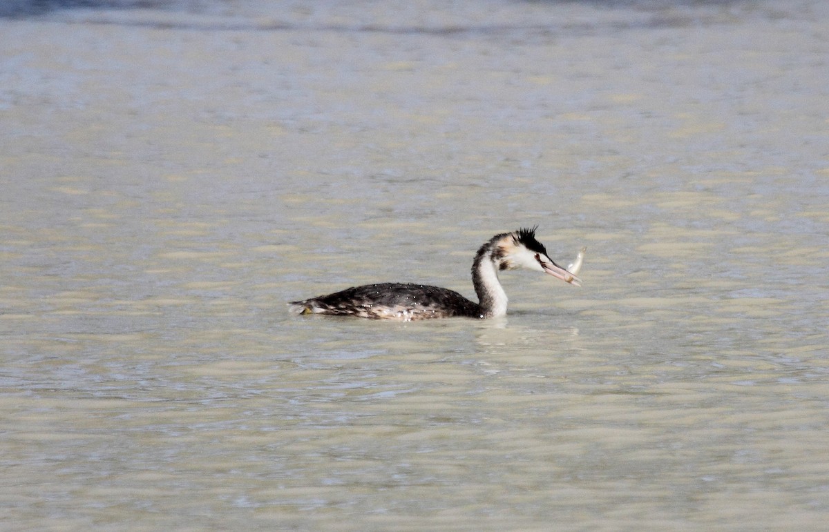 Great Crested Grebe - ML61352981