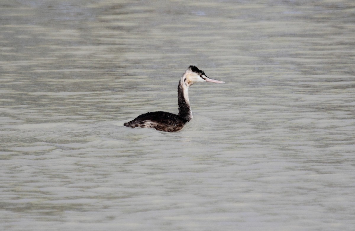 Great Crested Grebe - ML61353001
