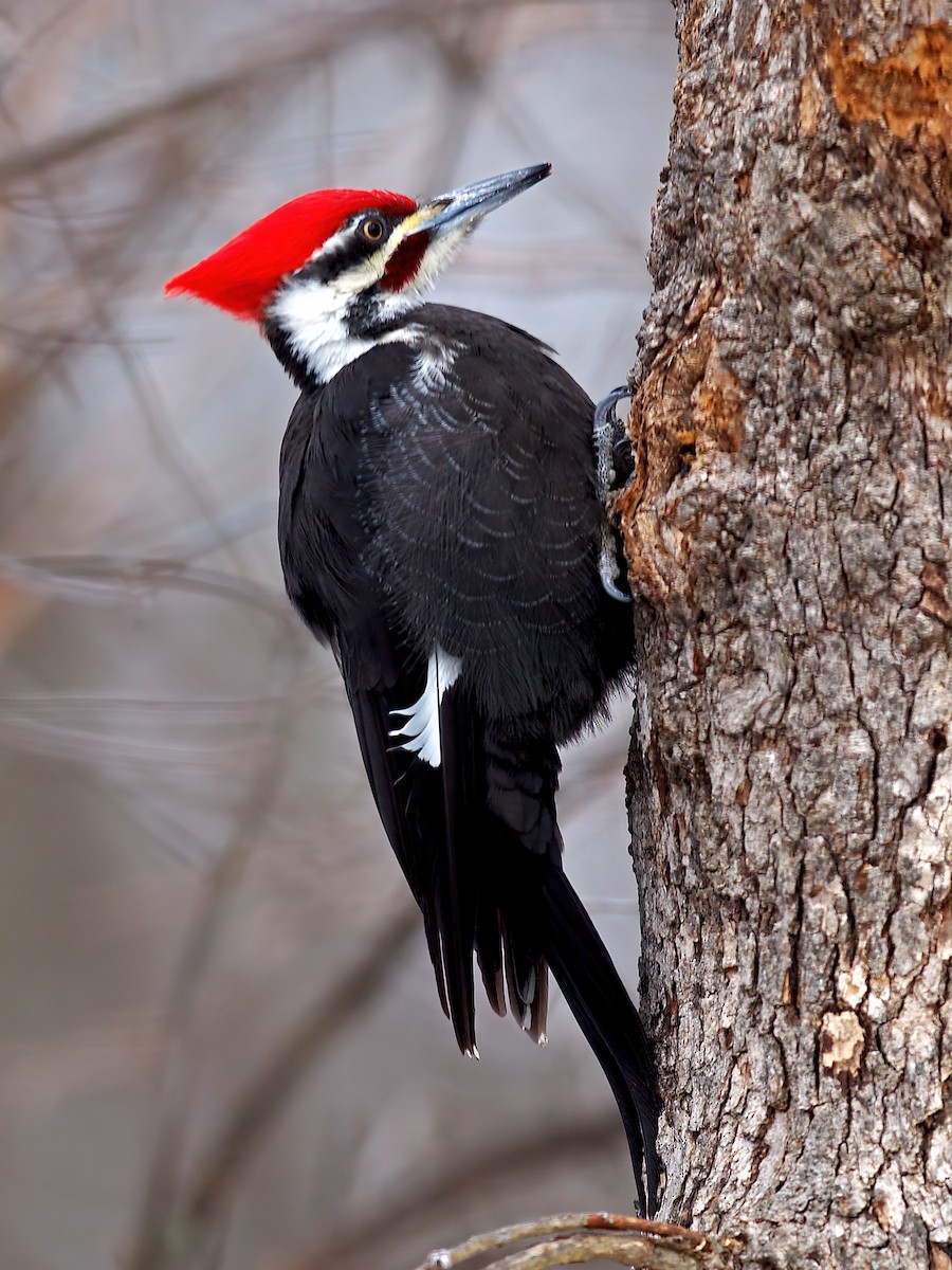 Pileated Woodpecker - ML613530117