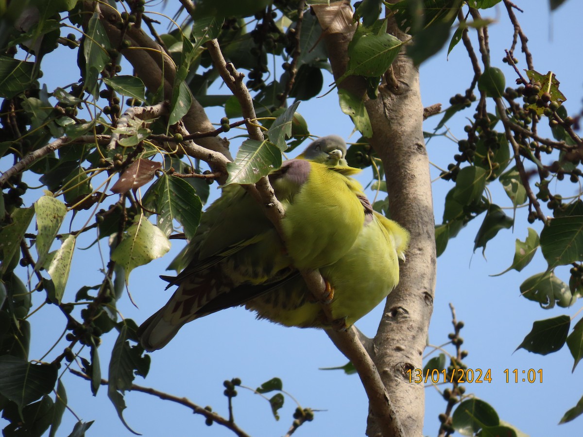 Yellow-footed Green-Pigeon - ML613530176