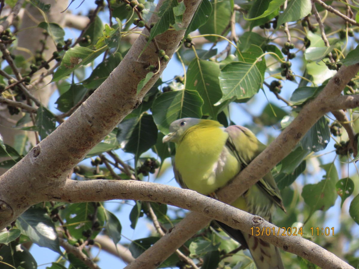 Yellow-footed Green-Pigeon - ML613530177