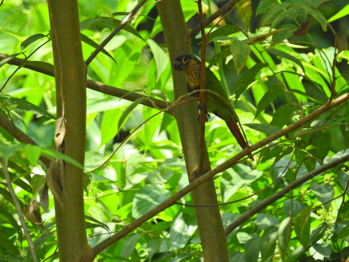 pyrura paráský (ssp. snethlageae) - ML613530282