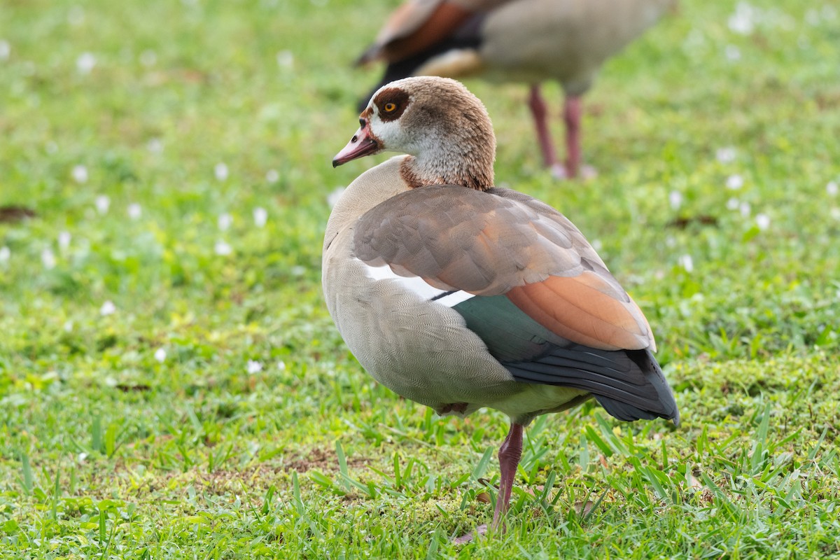 eBird Checklist 14 Jan 2024 North Jupiter Flatwoods Natural Area