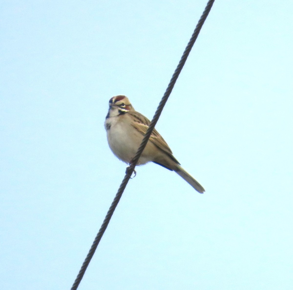 Lark Sparrow - ML613530689