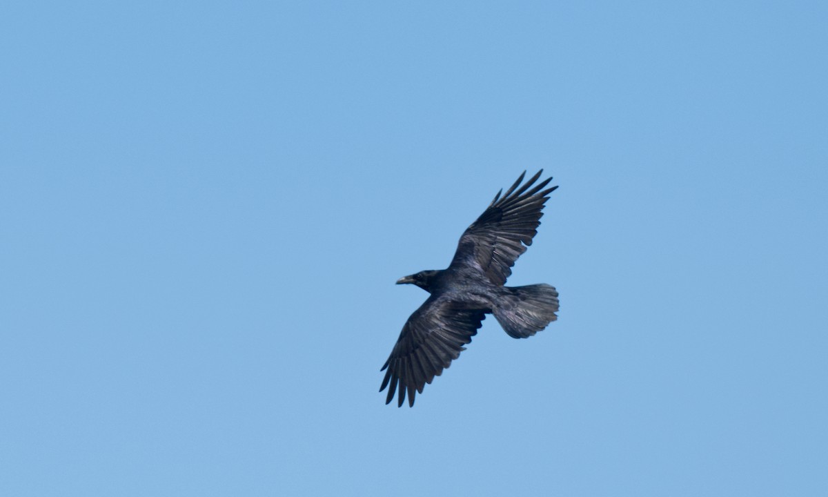 Common Raven - ML613530978