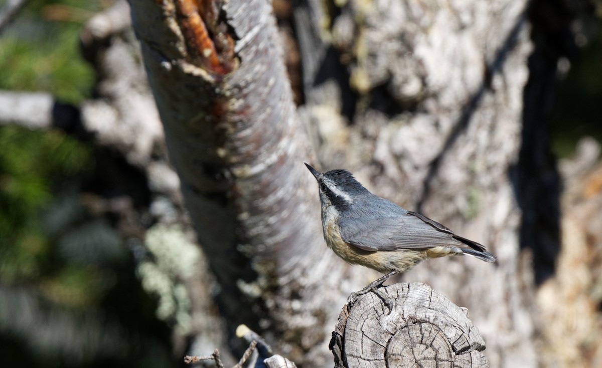 Red-breasted Nuthatch - ML613530994