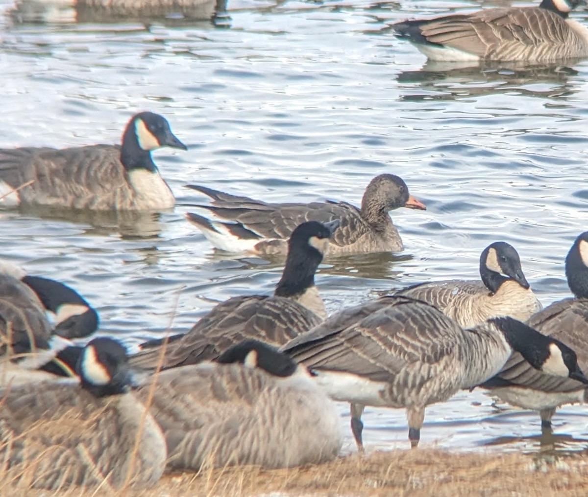 Greater White-fronted Goose - ML613531253