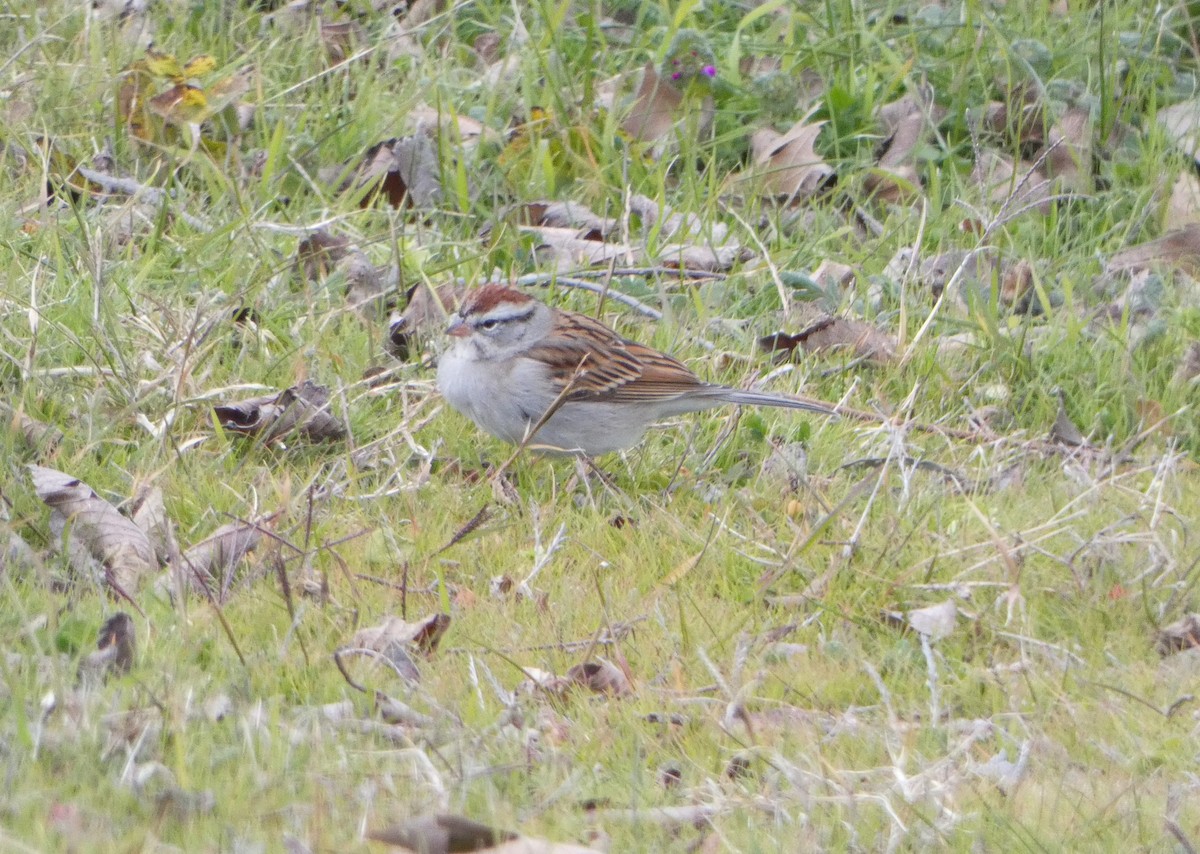 Chipping Sparrow - ML613531635
