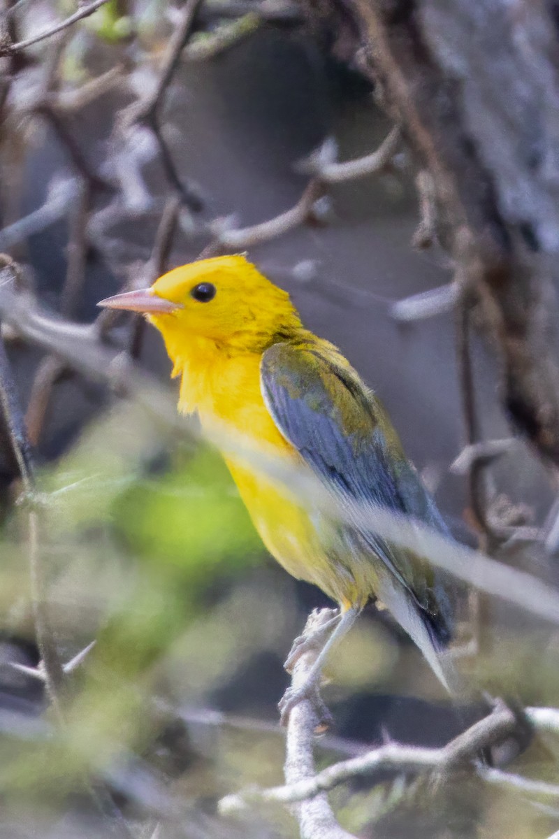 Prothonotary Warbler - Steve Schnoll