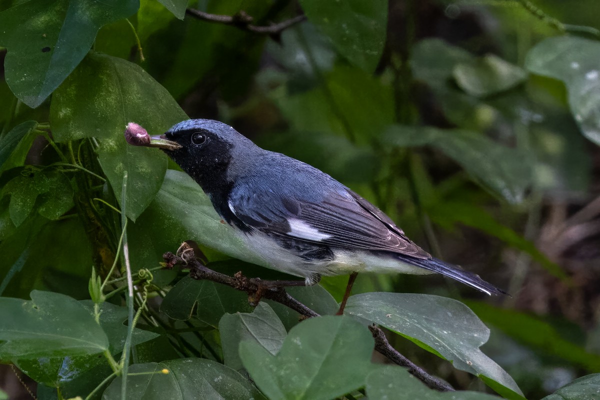 Black-throated Blue Warbler - Steve Schnoll