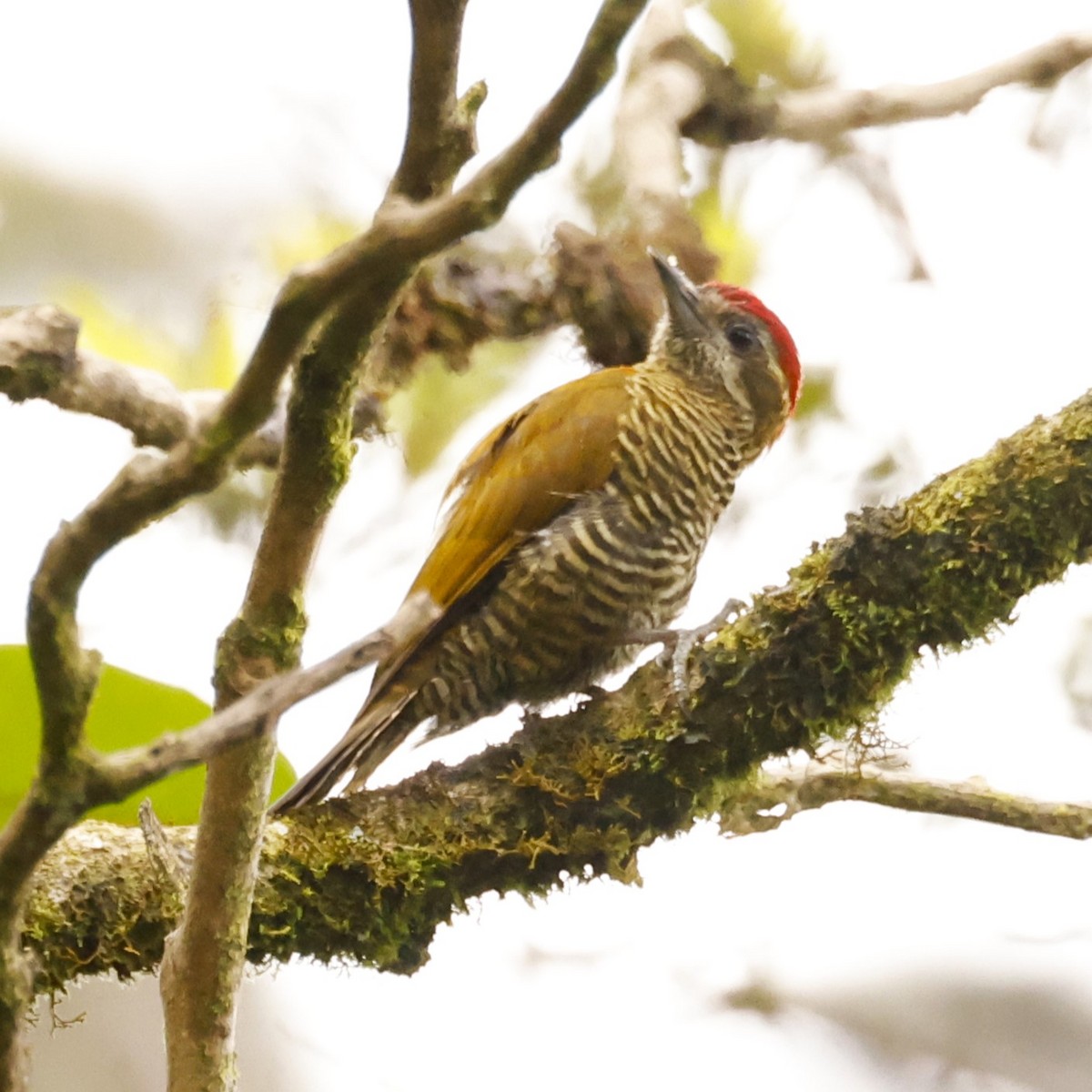Bar-bellied Woodpecker - ML613531697