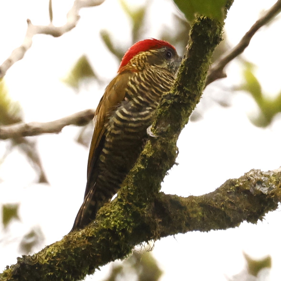 Bar-bellied Woodpecker - ML613531836