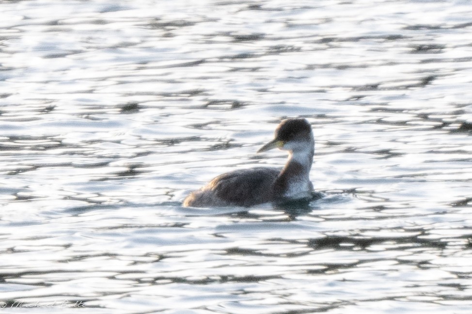 Red-necked Grebe - ML613532395