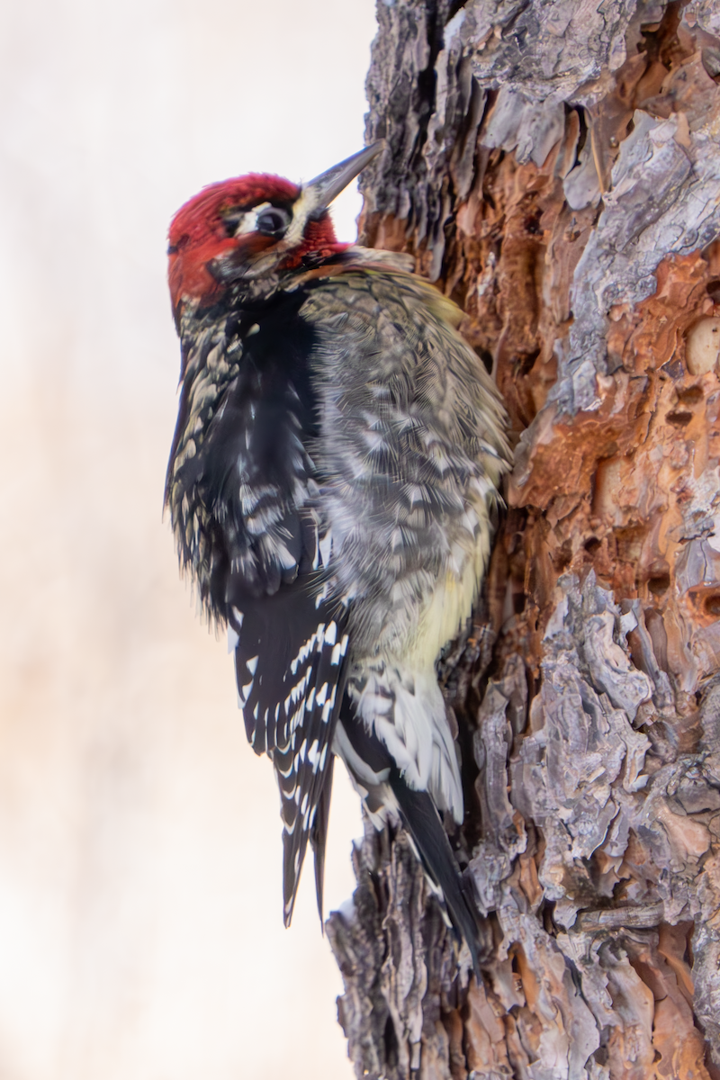 Red-naped x Red-breasted Sapsucker (hybrid) - ML613532460