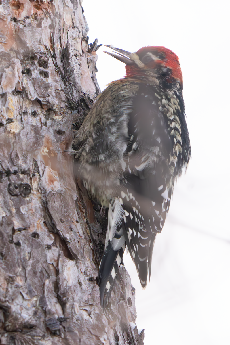 Red-naped x Red-breasted Sapsucker (hybrid) - ML613532461