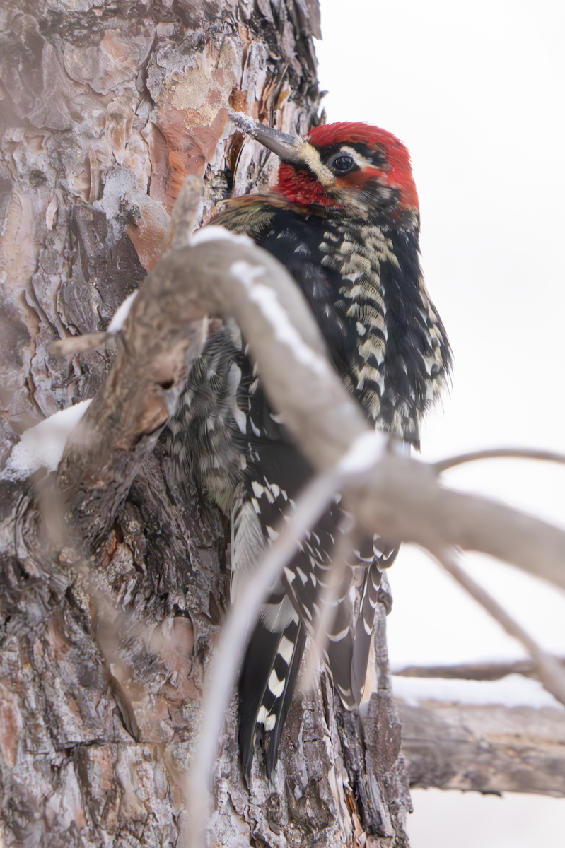 Red-naped x Red-breasted Sapsucker (hybrid) - ML613532465