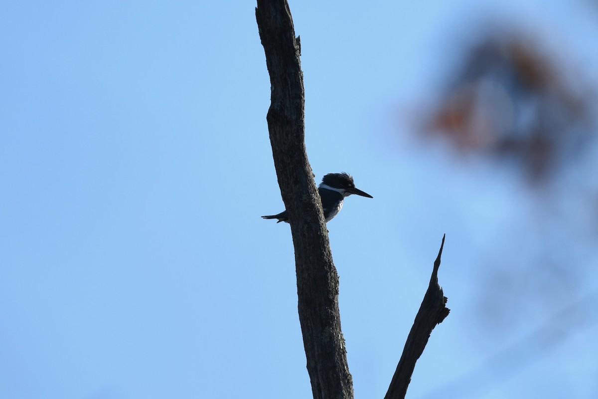 Belted Kingfisher - ML613532723