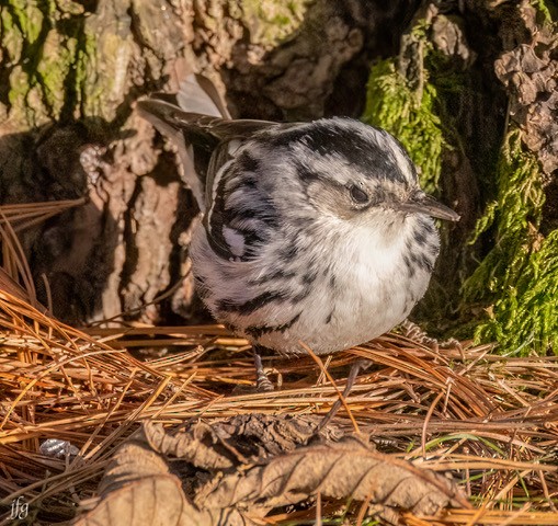Black-and-white Warbler - ML613533385