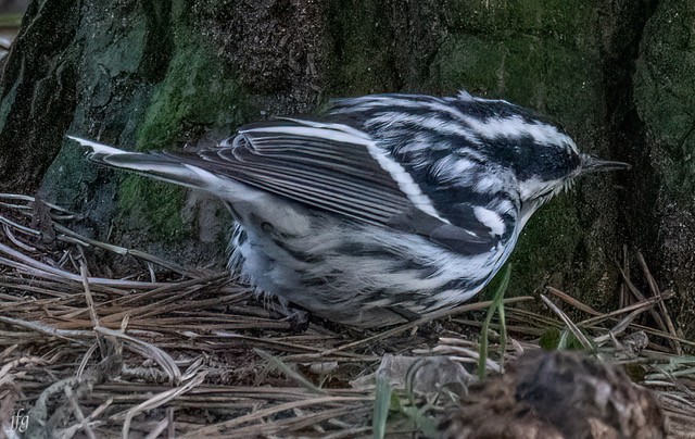 Black-and-white Warbler - ML613533386