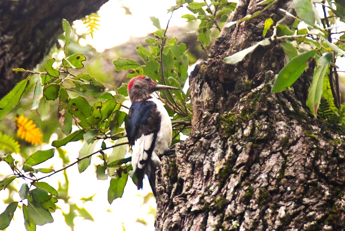 Red-headed Woodpecker - ML613533524