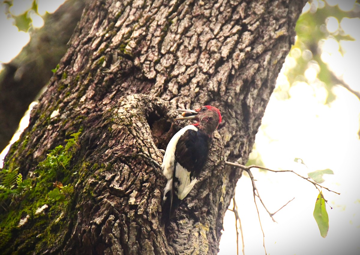 Red-headed Woodpecker - ML613533545
