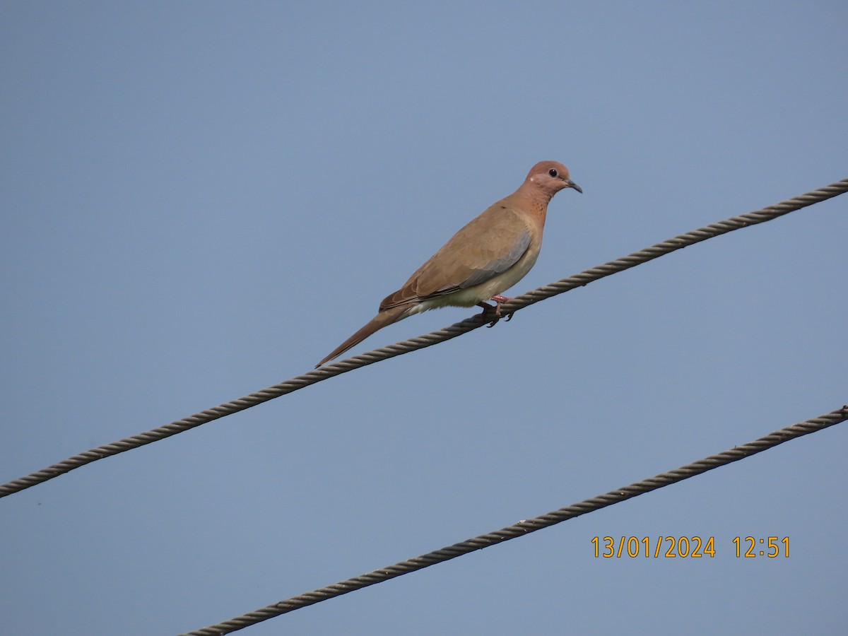 Laughing Dove - ML613534091