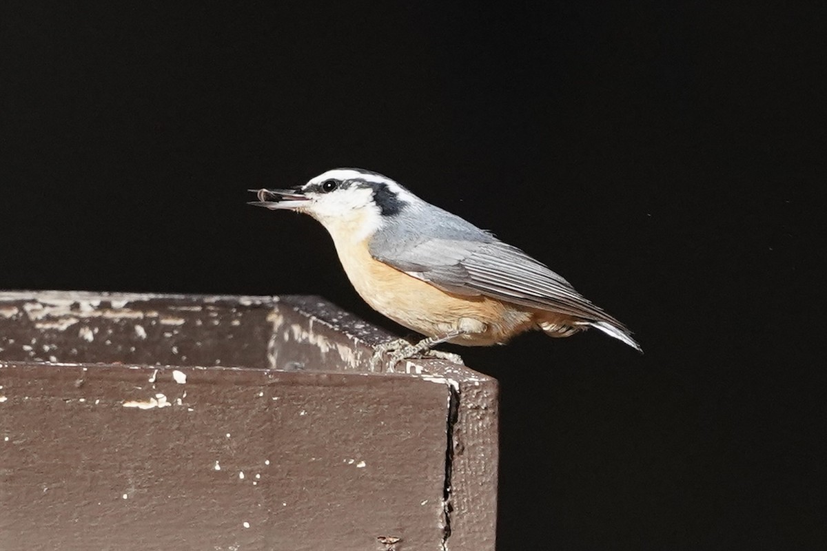 Red-breasted Nuthatch - ML613534324