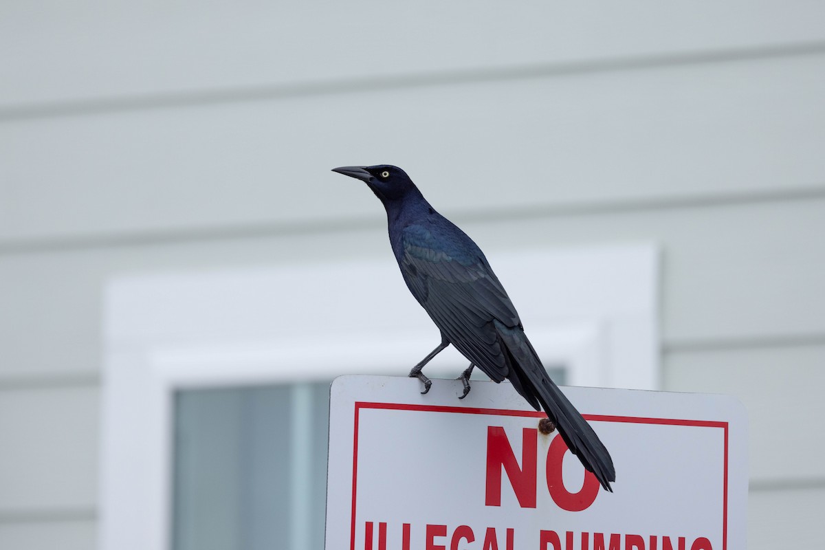 Great-tailed Grackle - ML613534358