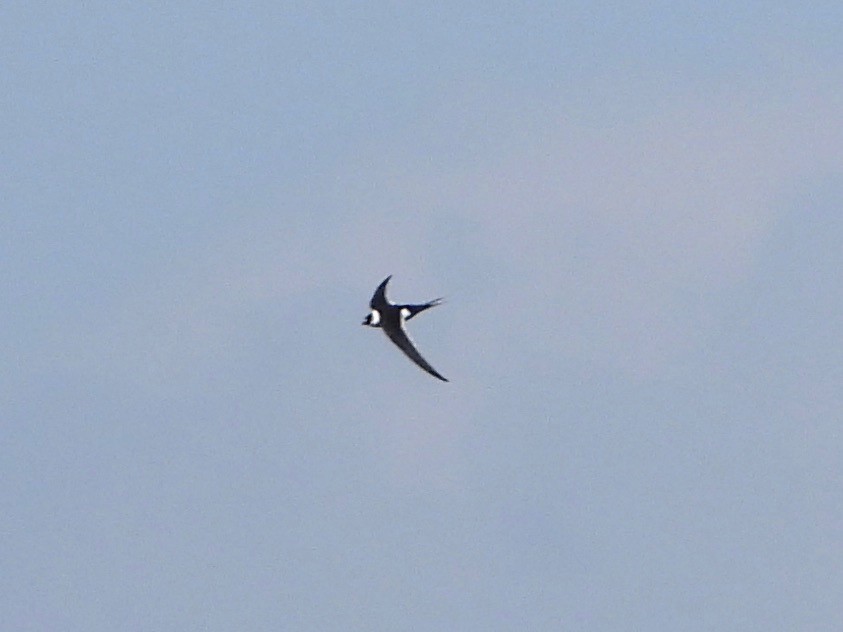Great Swallow-tailed Swift - ML613534610