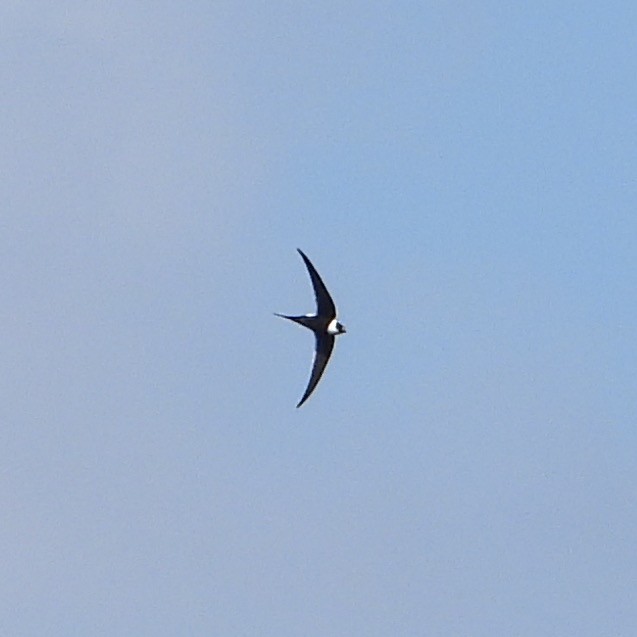 Great Swallow-tailed Swift - ML613534611