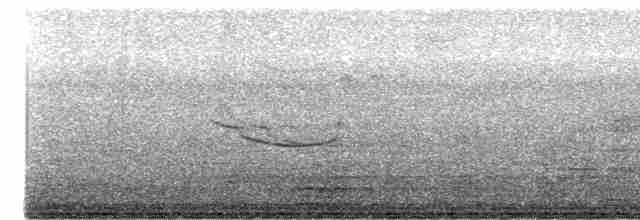 Breitspiegel-Nachtschwalbe - ML613534807