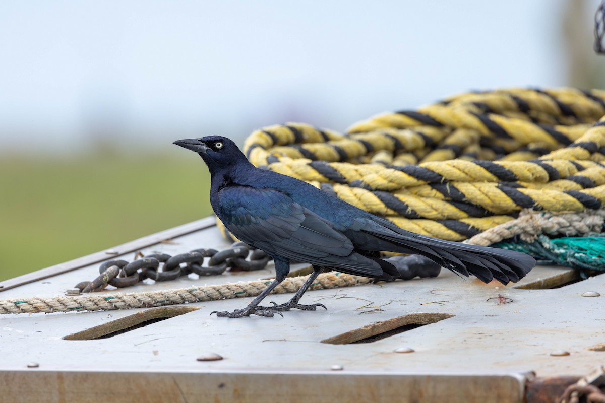 Great-tailed Grackle - ML613534869