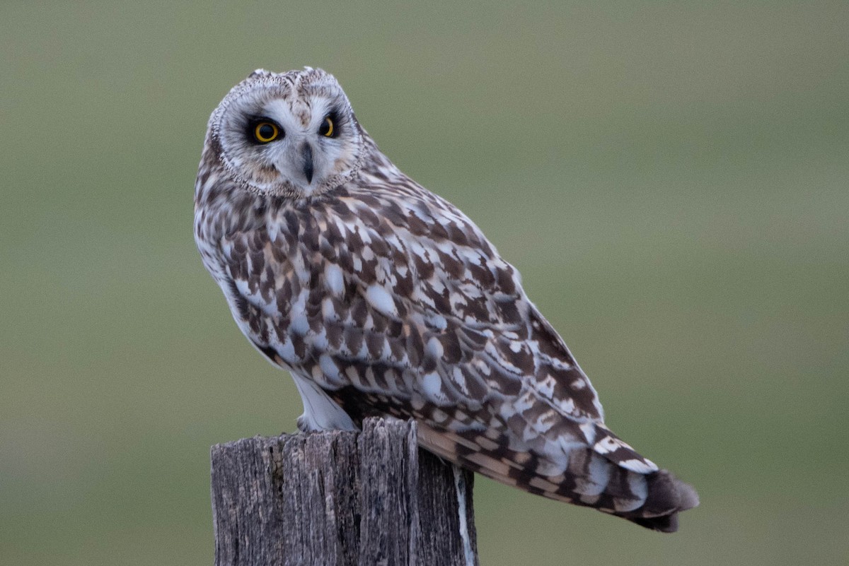 Short-eared Owl - ML613534909
