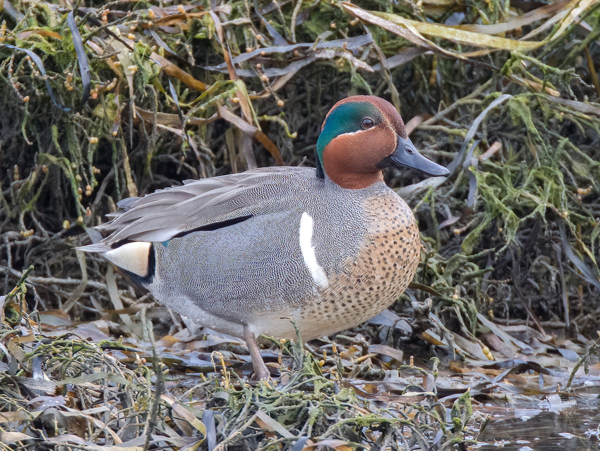 Green-winged Teal - ML613535012