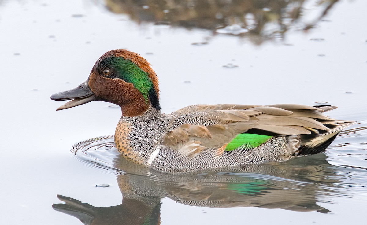 Green-winged Teal - ML613535018