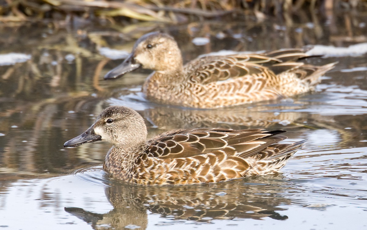 Green-winged Teal - ML613535020
