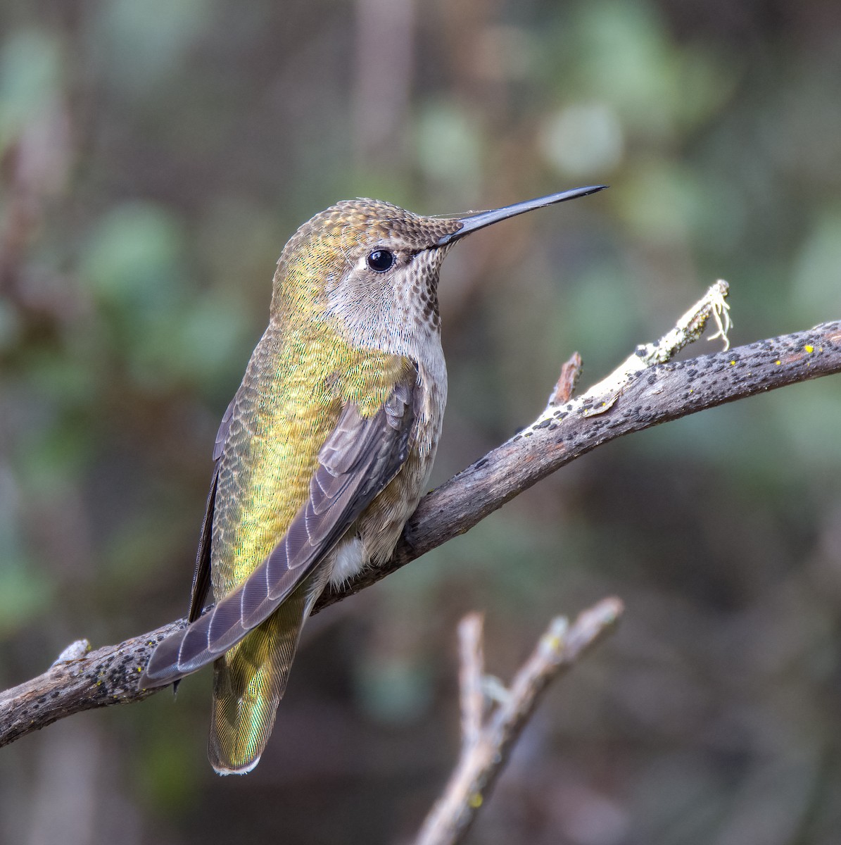 Anna's Hummingbird - ML613535037