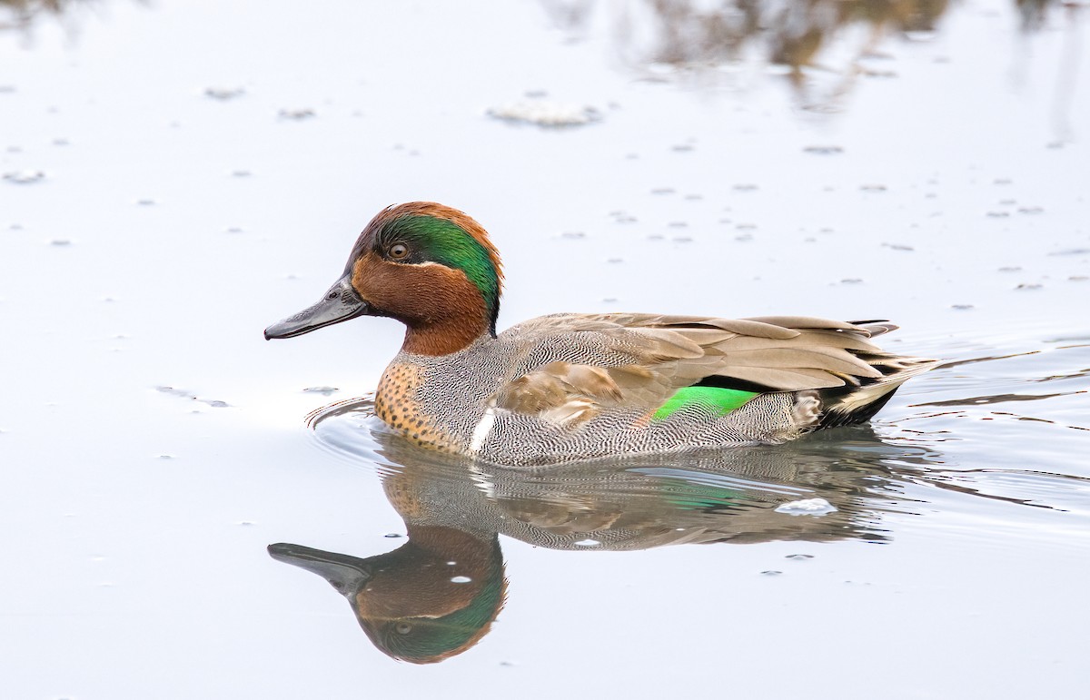 Green-winged Teal - ML613535133