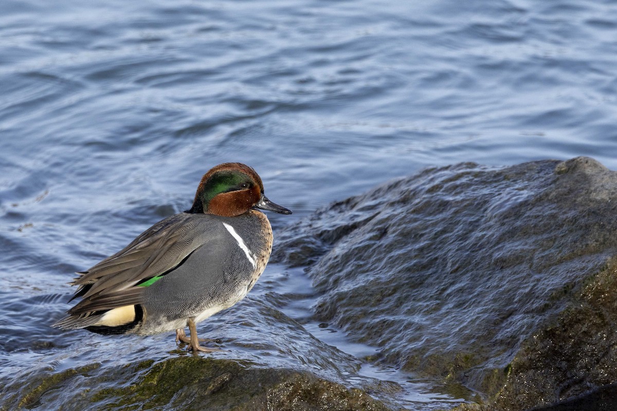 Green-winged Teal - ML613535235