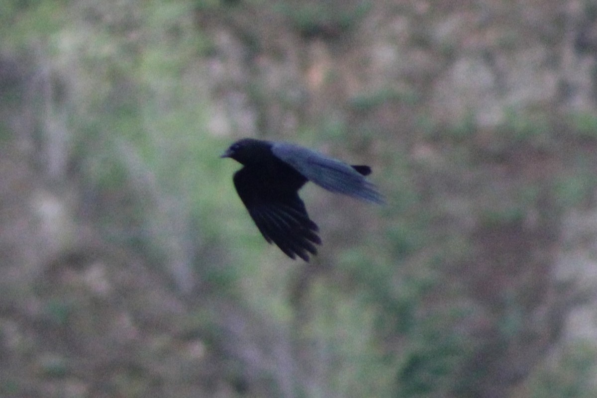 eBird Checklist 8 May 2023 Vietnam Veterans Memorial Highway