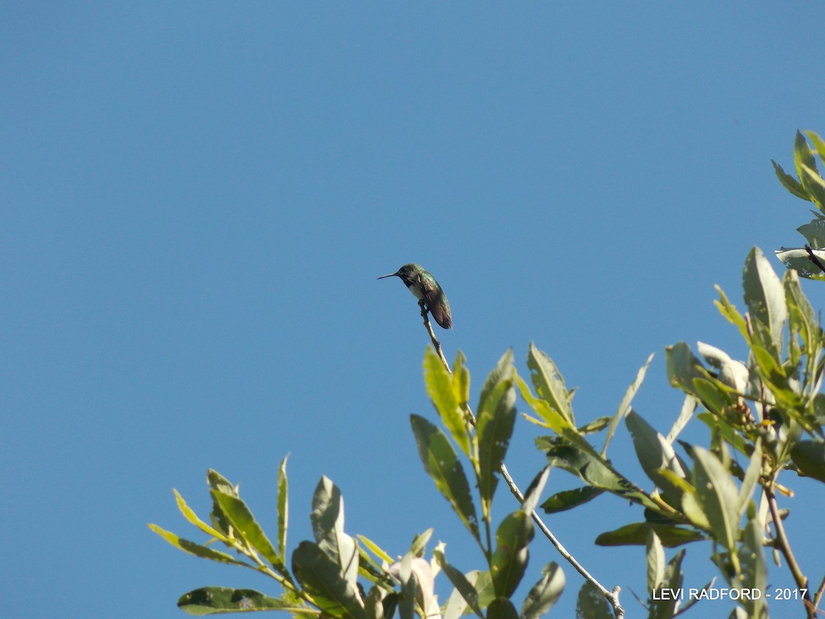 Calliope Hummingbird - ML613535331