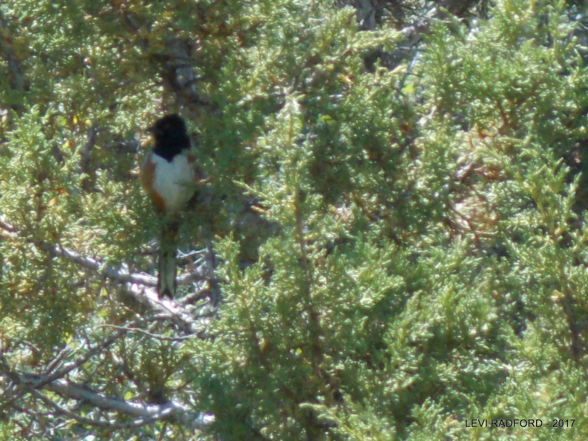 Spotted Towhee - ML613535438