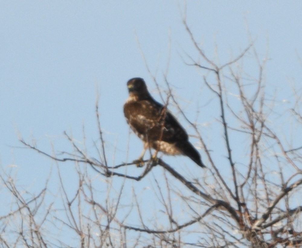 Red-tailed Hawk - ML613535859